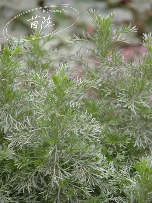 茵陈青蒿艾草的区别