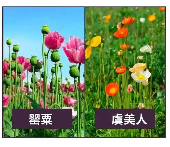 仁寿一农户种植"罪恶之花"被处罚_罂粟_植物_毒品