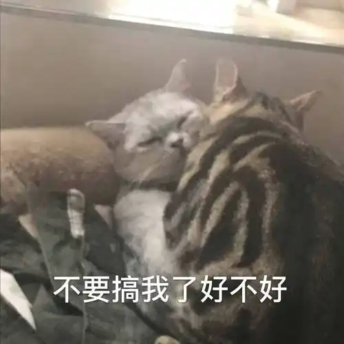 不要搞我了好不好(猫咪)_猫咪_好不好_不要表情