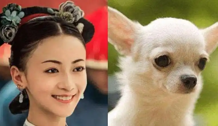 吴谨言copy杨颖跑偏了竟然撞脸金星还有吉娃娃