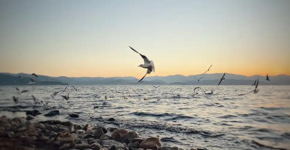 亲家母抓拍的海鸥雄姿,可与专业摄影师比高底!