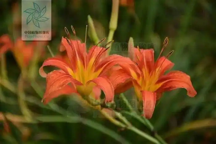 仙剑奇侠传紫萱萱草