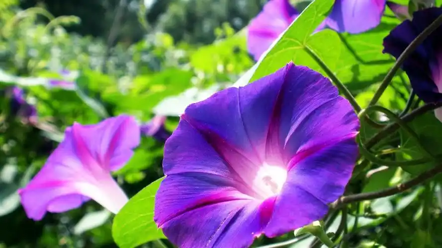 唯美紫色牵牛花图片电脑壁纸