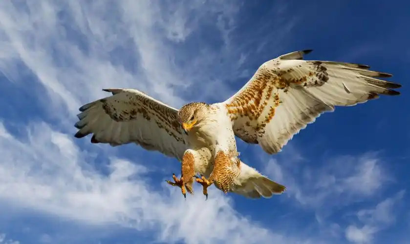 图集:分享一组精美的雄鹰壁纸,赶紧来收藏吧!_高清图集_新浪网