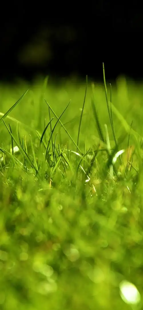 iphone 壁纸 绿草,朦胧,自然