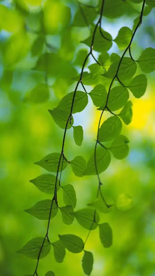 清新护眼绿色叶子高清图片手机壁纸