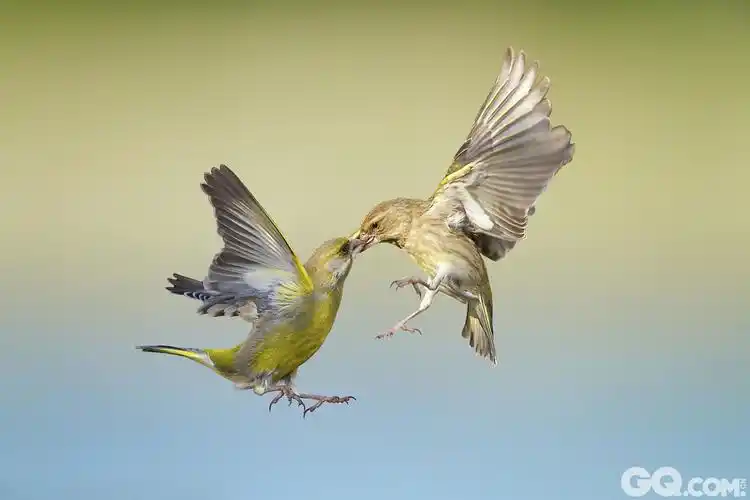 国际接吻日 跟小动物学亲亲秀恩爱
