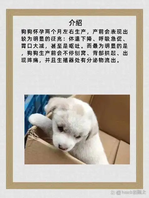狗狗怀孕几个月生产? 狗狗.@hccb在路上的动态