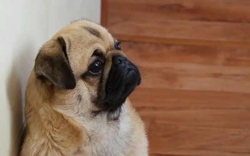 可爱狗狗忧郁表情图片电脑壁纸2下载