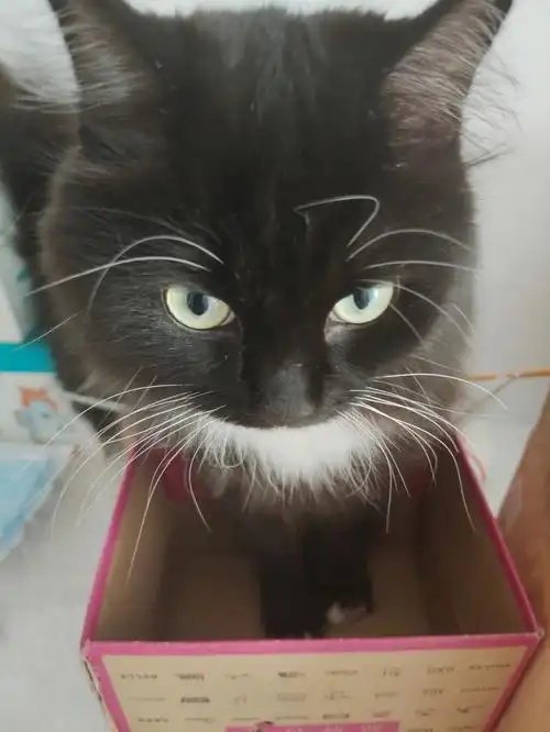 最近老是刷到一个谋求跟我家小黑毛色很像,突然觉得小黑不香了.