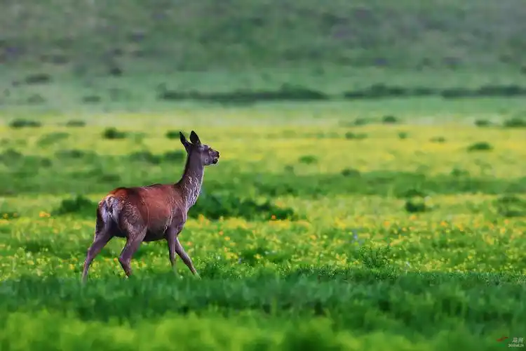 马鹿祝贺荣获首页动物精华