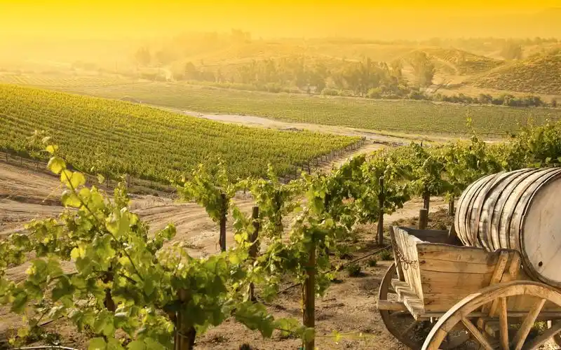 壁纸 葡萄园,村庄,阳光,早晨