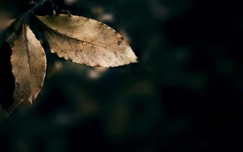 欧美意境大图壁纸图片