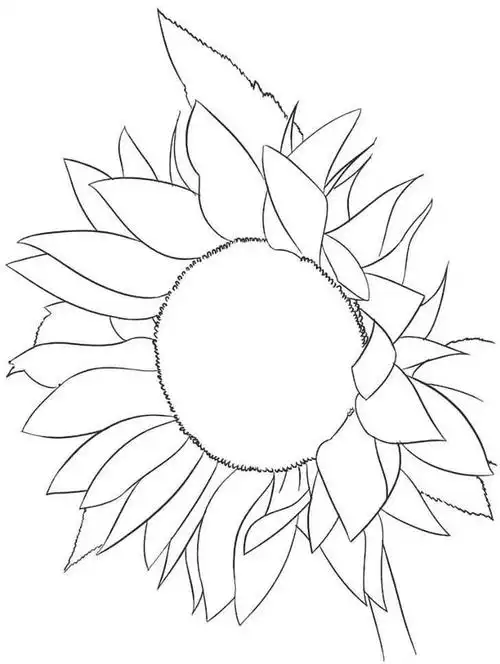 超简单简笔画向日葵的画法(适合零基础学习的钢笔画向日葵画法)(12)