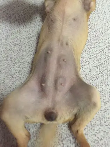 吉娃娃发情之后阴部一直没回去,我想知道是不是怀孕了