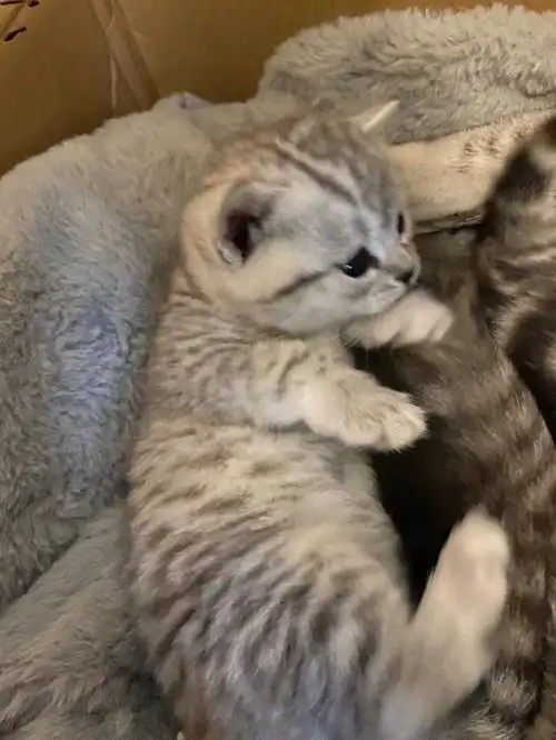 猫妈妈是美短虎斑是怀孕了来家里的前主人也不知道是和什么配的小崽崽