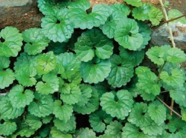 乡下的神仙草,治跌打损伤有奇效,老人都知道!