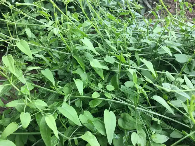 中国医学科学院药用植物研究所国家药用植物园初探 第四集