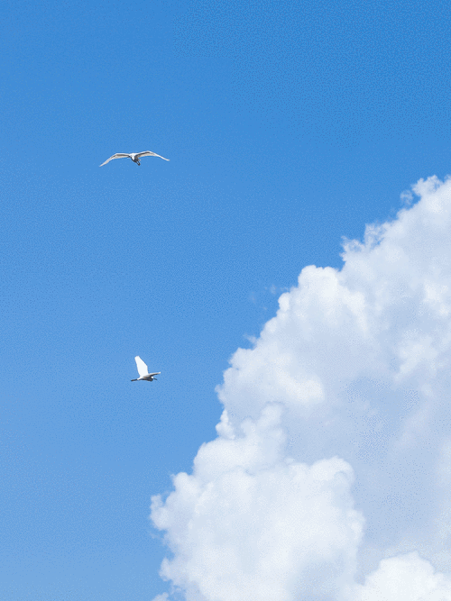 就现在,抬头看!宝安的"漫画天"超治愈