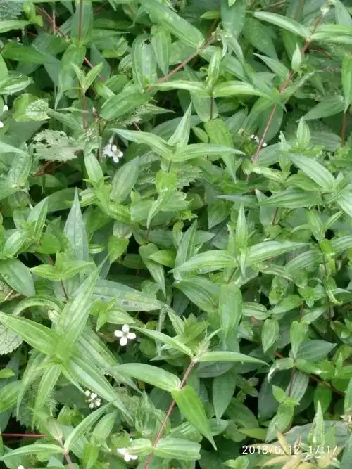 饭后随走,路边山坡草药成片成片的,同学们看看,认识几种.