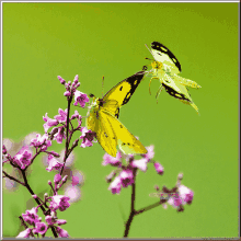 凤凰诗刊美洲总社第112期同题蝴蝶晓庄专辑