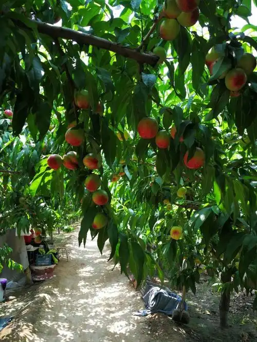 蟠桃油桃采摘季,老李果园欢迎你!