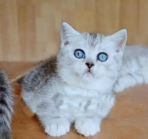 短毛猫英短美短渐层蓝白幼崽/多色可选/包纯种健康