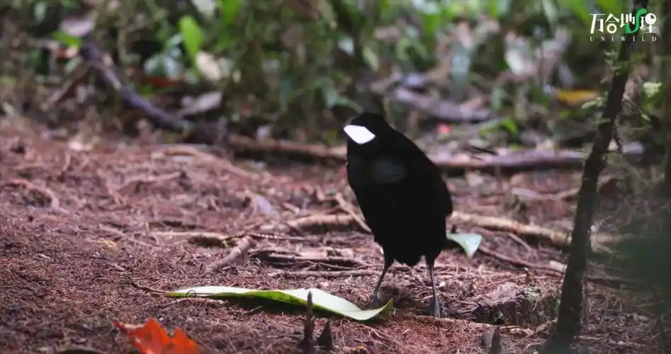 2020328来自微博视频