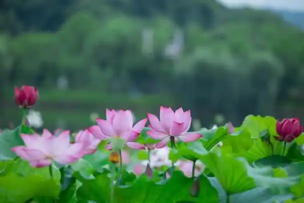 杭州这几处充满野趣的荷塘,有空可以去找找看|西湖荷赛