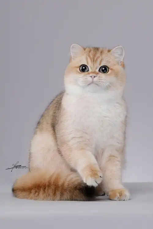英国短毛猫