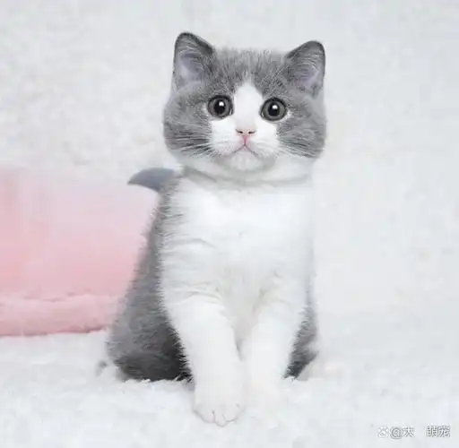 纯种英短猫有什么特点?记住这几点,不再担心买错哦!