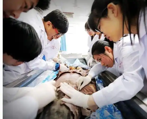 想成为一名合格的医生,必须过这关,一年以上|尸体|遗体捐献|解剖学