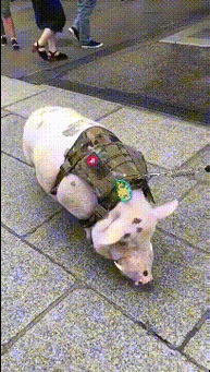 204_360gif 动态图 动图