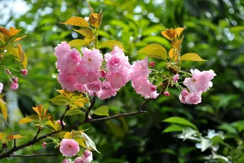 重瓣粉红海棠花