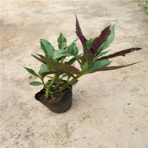 明月草苗/盆栽 金鸡毛草泰国仙草 白凤菜白背三七 2棵带育苗带 不含