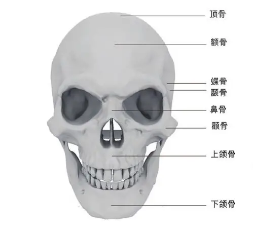 头部骨骼分为脑颅和面颅两部分,脑颅呈卵圆形,占头部的1/3,面颅约占