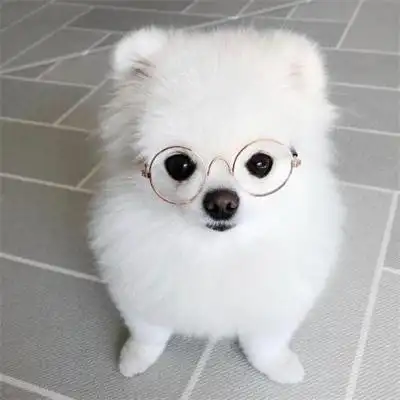 蠢萌可爱的狗狗头像图片