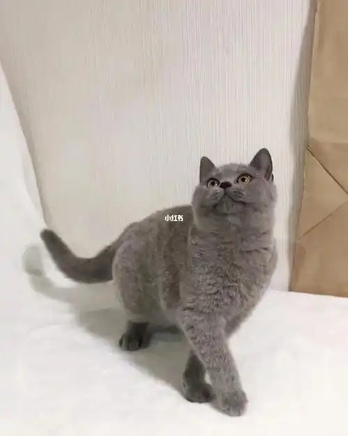 家庭繁育纯种蓝猫幼猫找新家