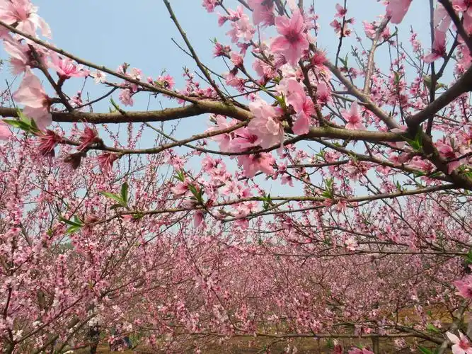 春天到了,百花齐放,到处都是美景,天气晴朗,朋友有约,我们一起赏花一