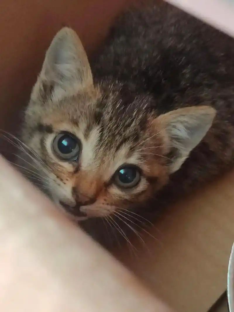 昨天下班途中,路边草丛里传出清晰的小猫叫声 - 抖音