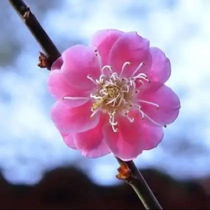 我是一朵梅花 - 教父938739 唱吧,听见歌声遇见你