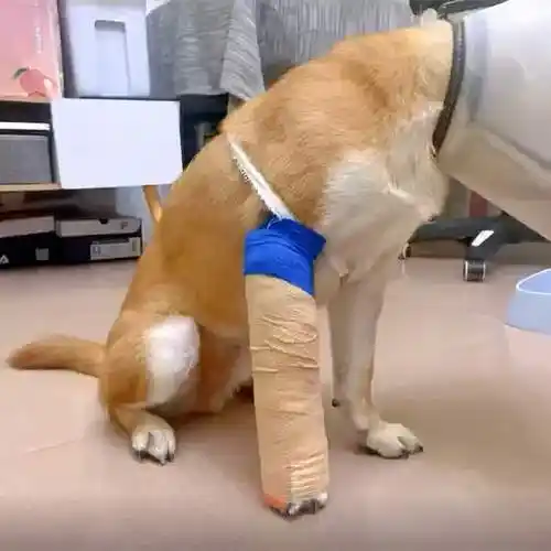 拖着棍子去打架?腿瘸了还不安分,柴犬:我这一生放荡不羁爱自由