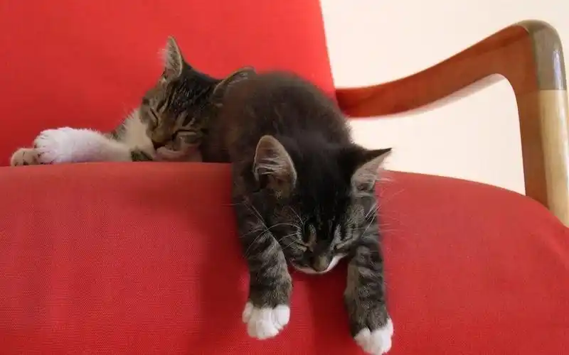 调皮捣蛋的可爱喵星人动物图片分享