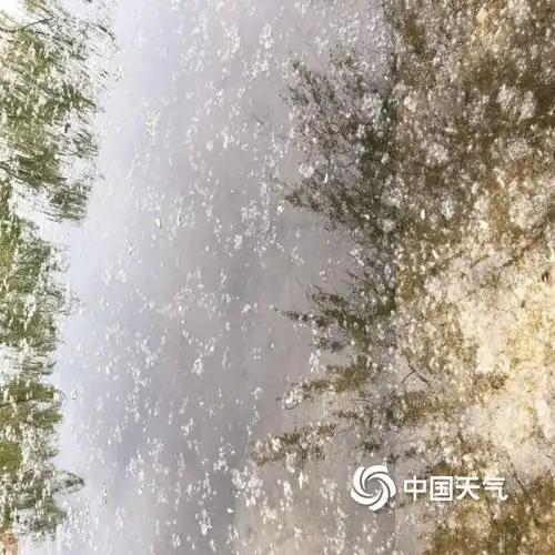 津城谷雨至满天柳絮飘