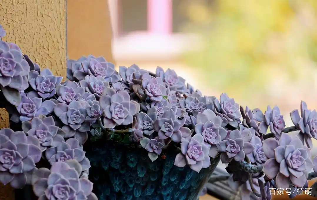 喜欢粉色多肉,就养盆紫乐,到了冬季,能收获粉红色的紫乐