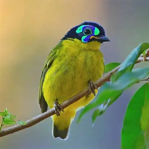 摄影你见过这么漂亮的鸟吗