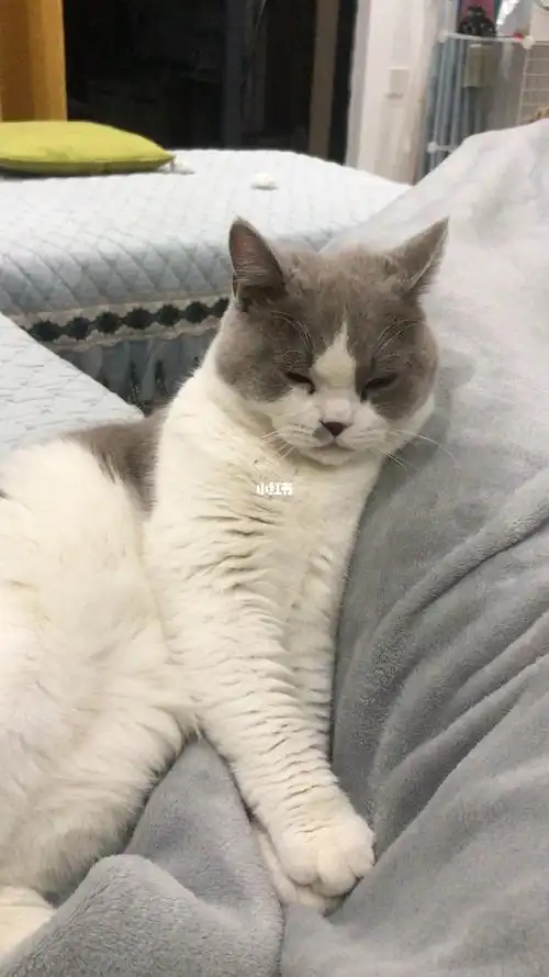 自家养的英短蓝白猫咪领养