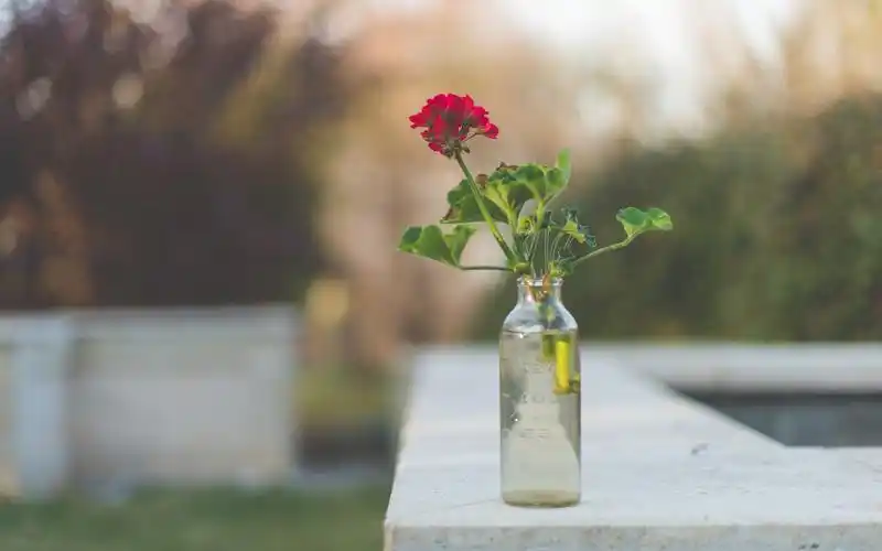 唯美清新花卉电脑桌面壁纸图片9下载