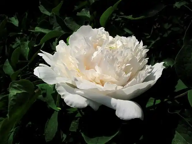 点击欣赏高清大图——一组高清白牡丹花 - 伴月轩主博客