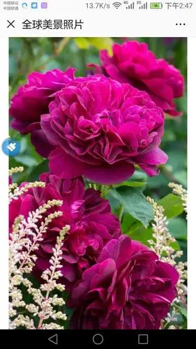 这是世界上最美的花,看了后让人陶醉.